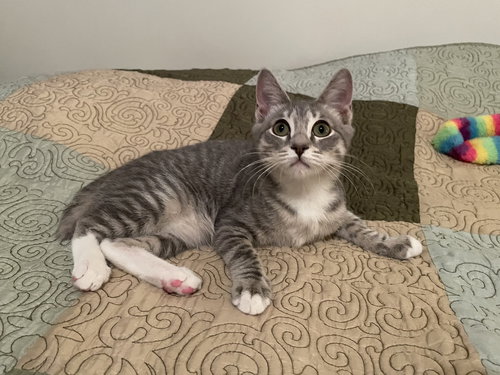 JOSHINI - Domestic Short Hair available for adoption
