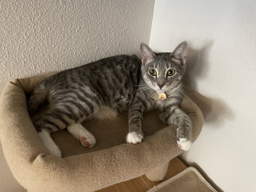 picture of the cat needing adoption