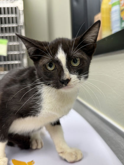 picture of the cat needing adoption