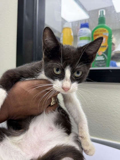 picture of the cat needing adoption