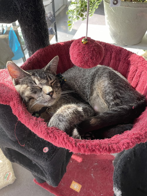 picture of the cat needing adoption