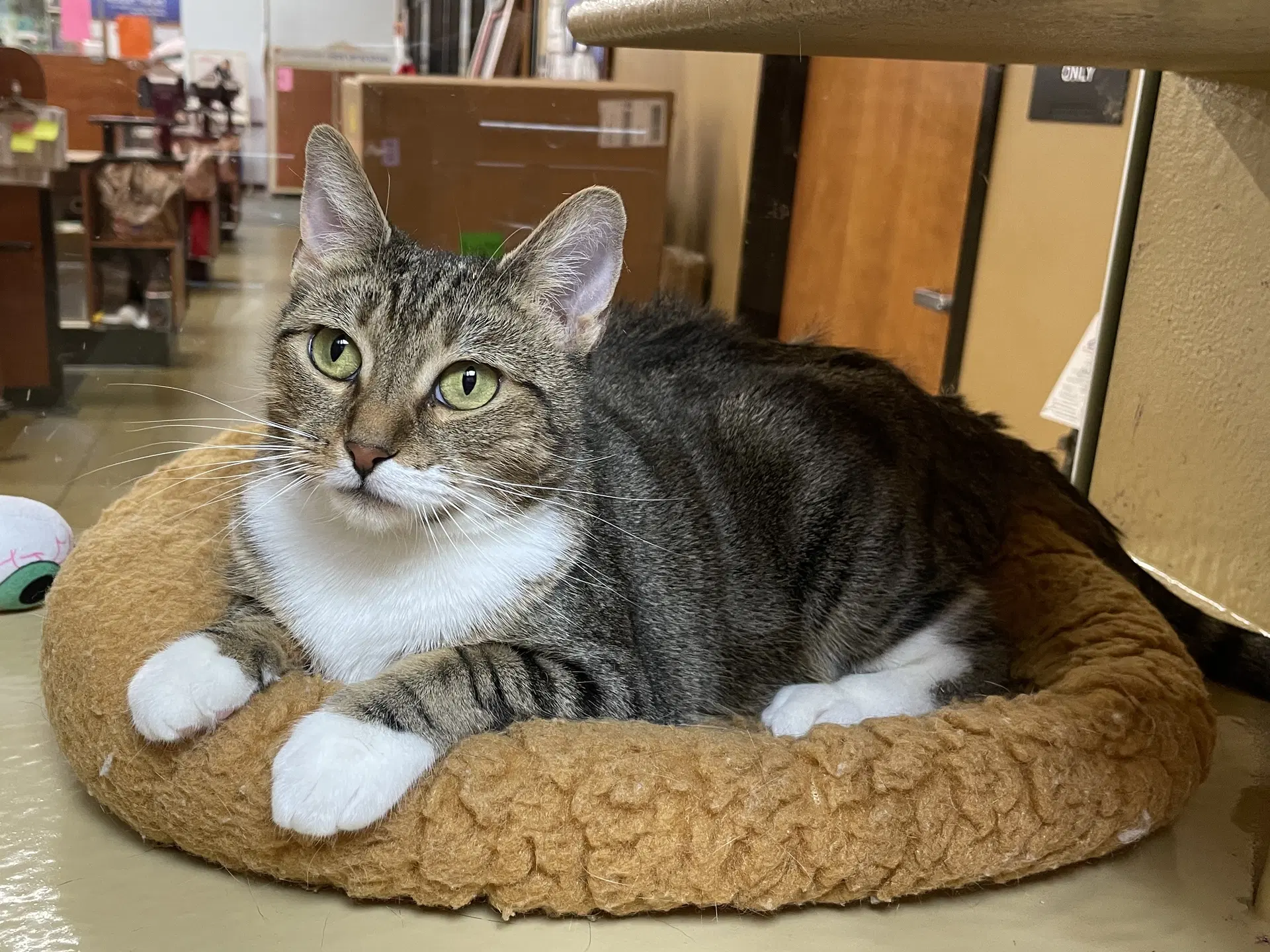 Amaira - Domestic Short Hair
