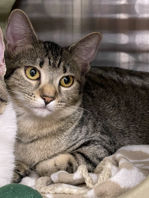picture of the cat needing adoption