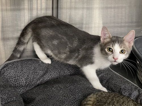 picture of the cat needing adoption