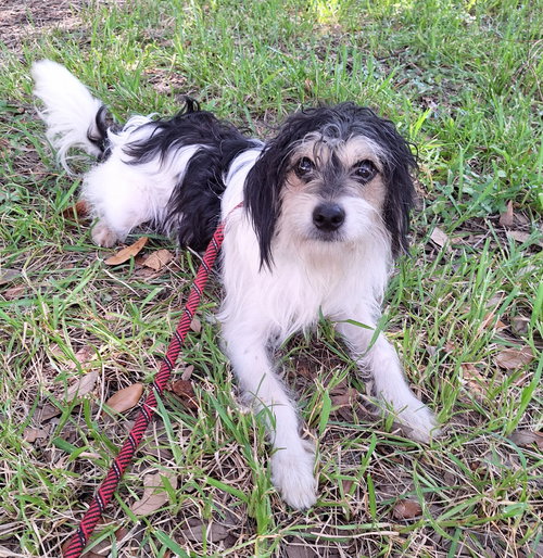 picture of the dog needing adoption