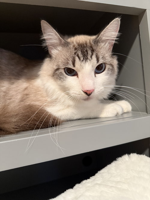 picture of the cat needing adoption