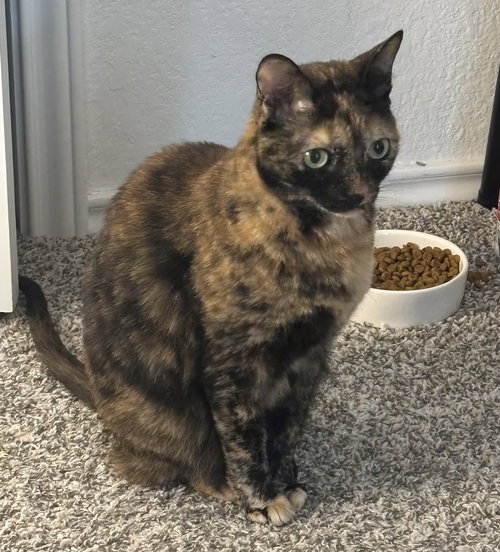 MOLLY-SUE - Domestic Short Hair available for adoption