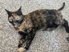Molly-Sue - Photo 2