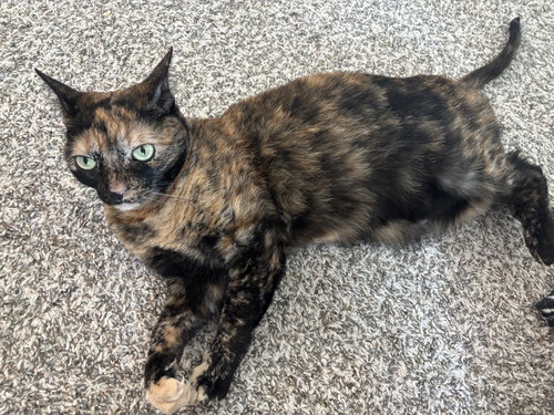 MOLLY-SUE - Domestic Short Hair available for adoption