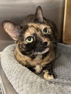 Molly-Sue - Photo 3