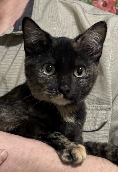 picture of the cat needing adoption