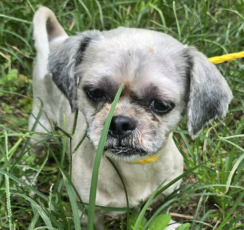 picture of the dog needing adoption
