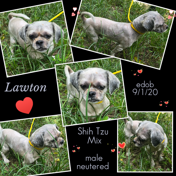 Lawton