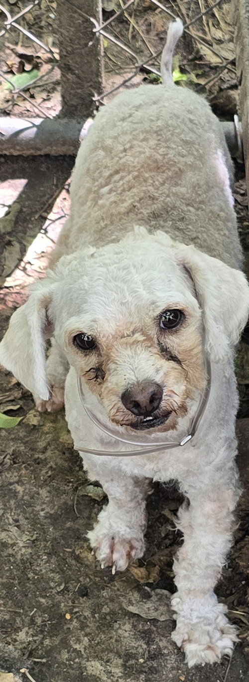 picture of the dog needing adoption