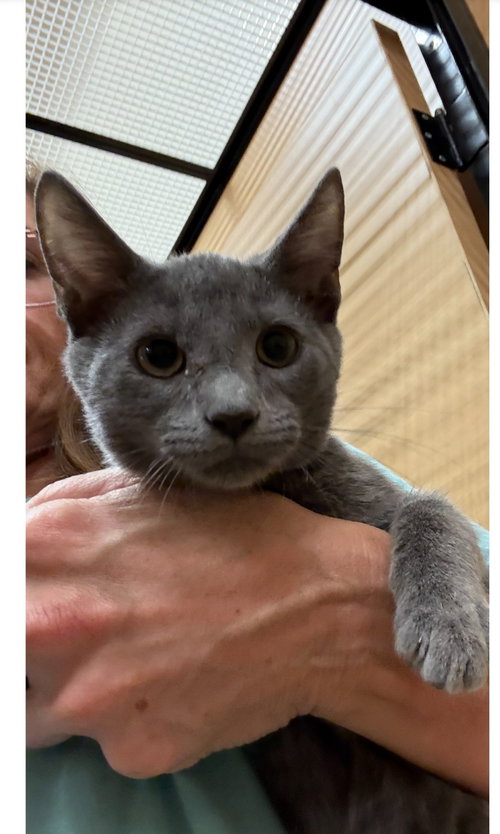 picture of the cat needing adoption