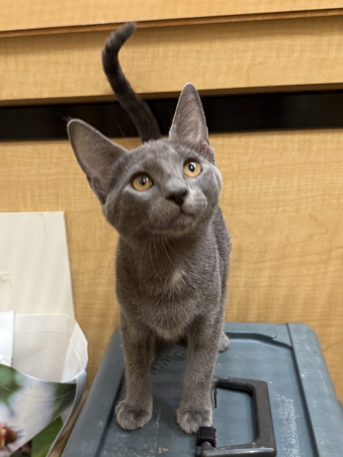 picture of the cat needing adoption