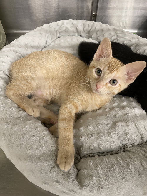 picture of the cat needing adoption