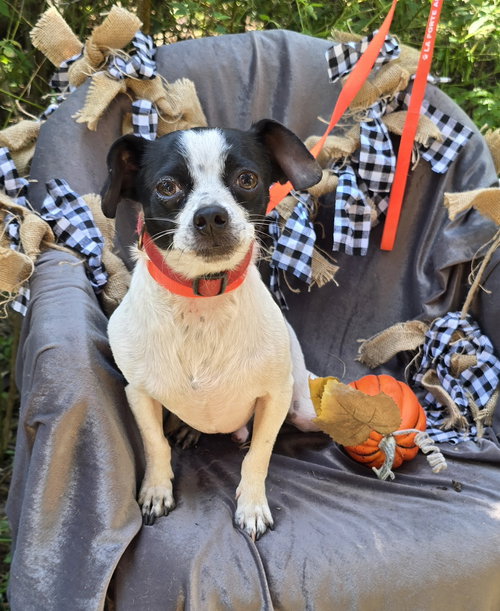 picture of the dog needing adoption
