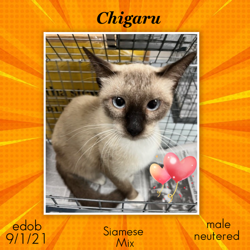 picture of the cat needing adoption