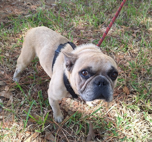 picture of the dog needing adoption