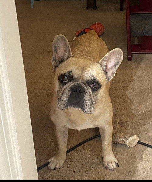 picture of the dog needing adoption