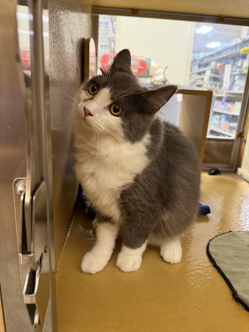 picture of the cat needing adoption