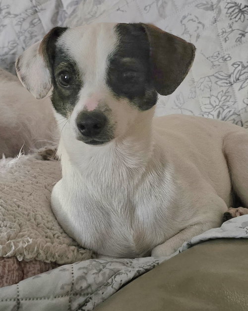 picture of the dog needing adoption