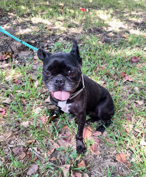 picture of the dog needing adoption