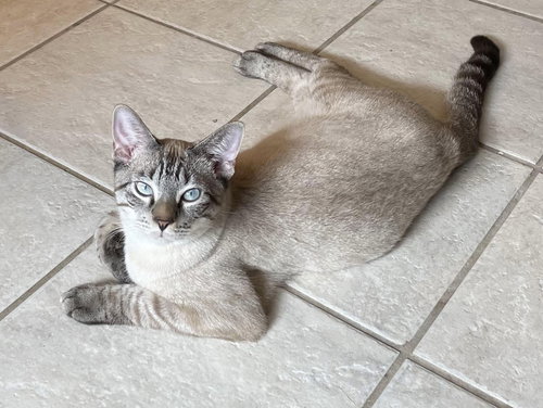picture of the cat needing adoption