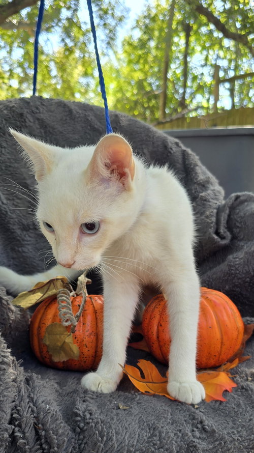 picture of the cat needing adoption
