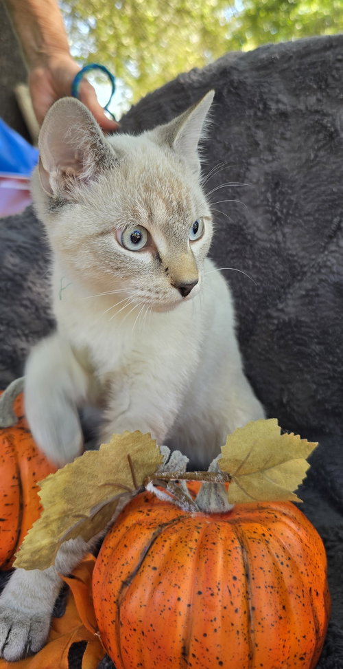 picture of the cat needing adoption