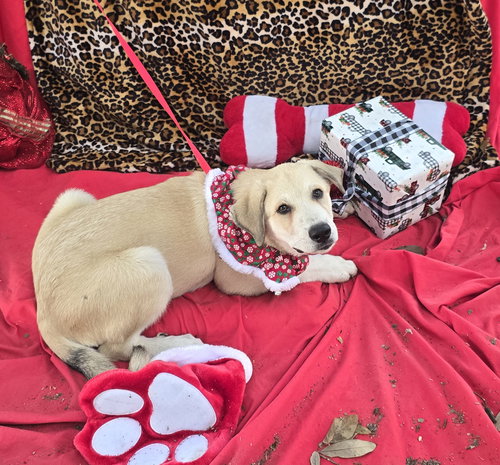 picture of the dog needing adoption