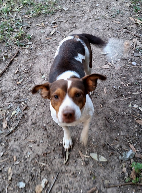 picture of the dog needing adoption