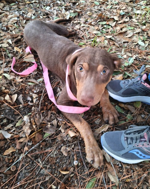 picture of the dog needing adoption