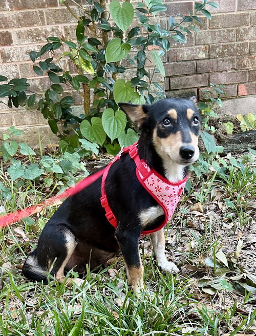 picture of the dog needing adoption