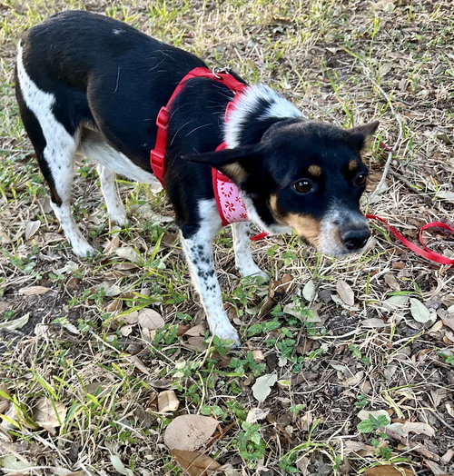 picture of the dog needing adoption