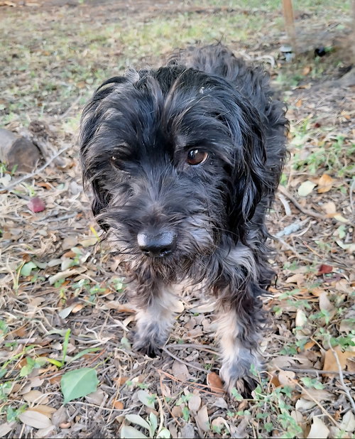 picture of the dog needing adoption