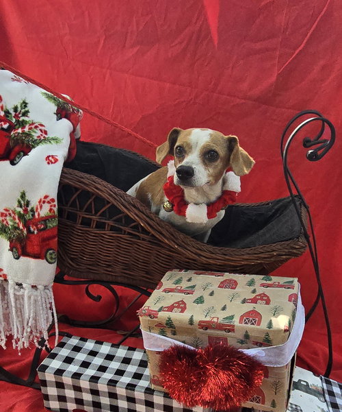 picture of the dog needing adoption