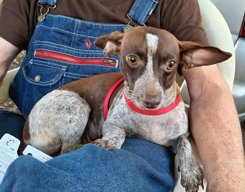 picture of the dog needing adoption