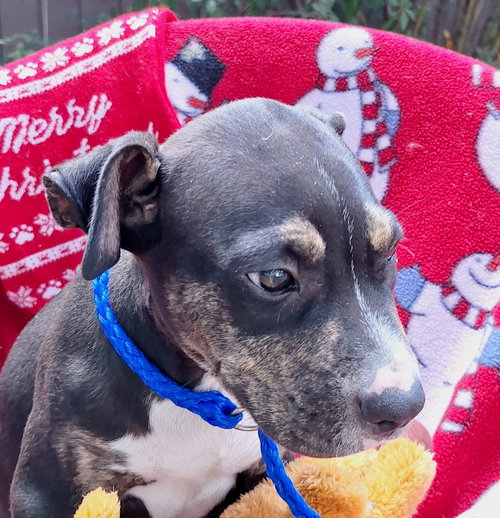 picture of the dog needing adoption