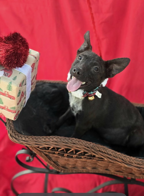 picture of the dog needing adoption