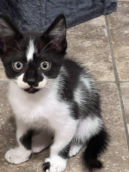 picture of the cat needing adoption