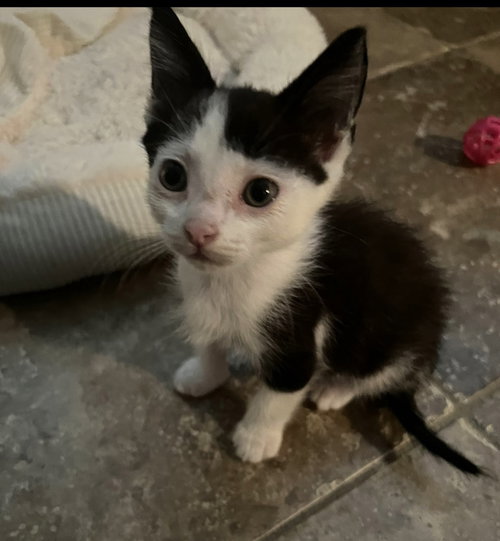 picture of the cat needing adoption