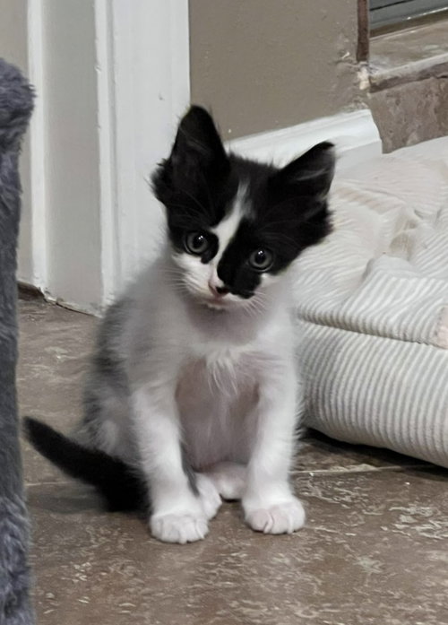 picture of the cat needing adoption