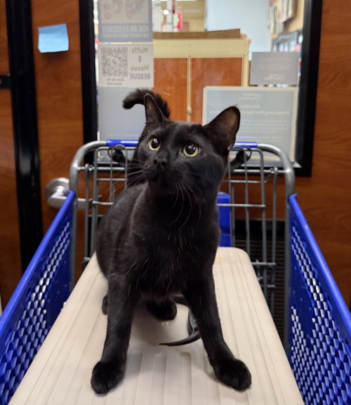 picture of the cat needing adoption