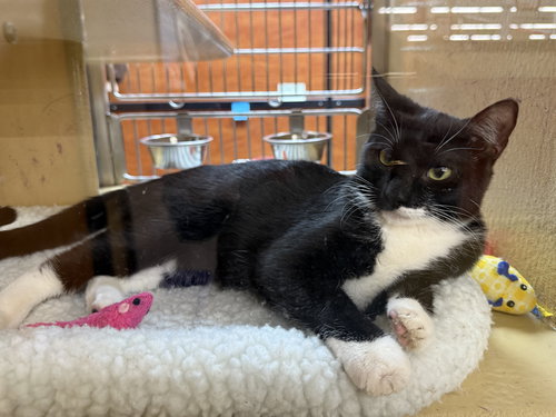 picture of the cat needing adoption