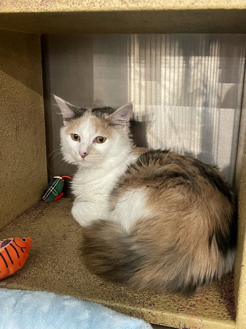 Gianina, Baby Domestic Long Hair / Dilute Calico / Mixed (long coat), cat for adoption in Friendswood, Texas