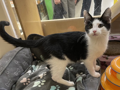 GIANNINO - Domestic Long Hair available for adoption