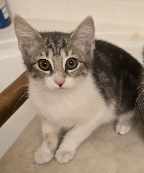 picture of the cat needing adoption