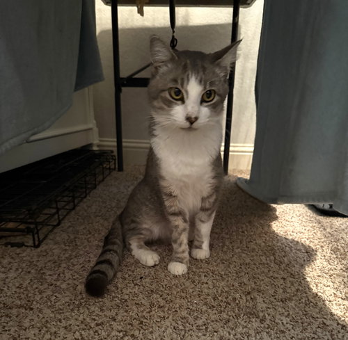 picture of the cat needing adoption